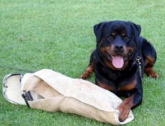 Adiestramiento canino  - foto 19