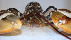 Bogavante vivo