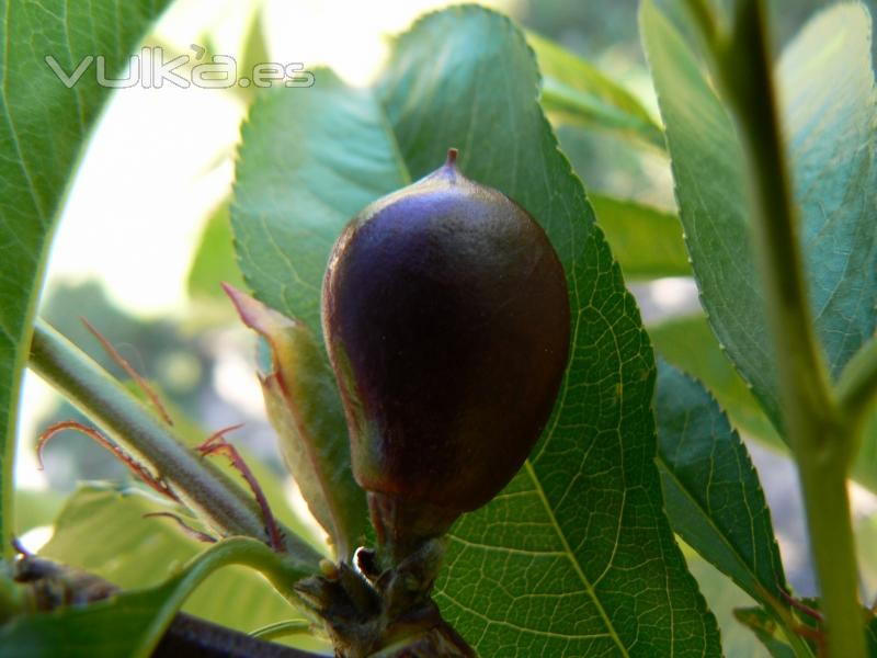 nectarina en crecimiento