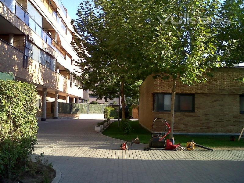 Trabajos de jardineria en Parla. Poda de arbolado, bajada de altura.