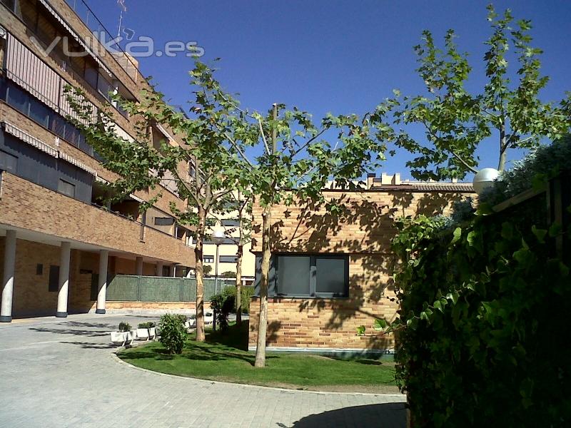 Trabajos de jardineria en Parla. Poda de arbolado, bajada de altura.