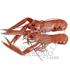 Cigalas en wwwrincondelgallegocom