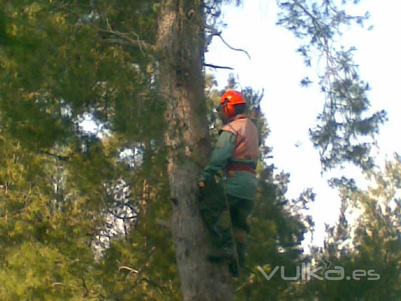 Servicios forestales en Barcelona, PINOPODADO