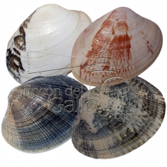 Almejas de la ria de arosa   wwwrincondelgallegocom