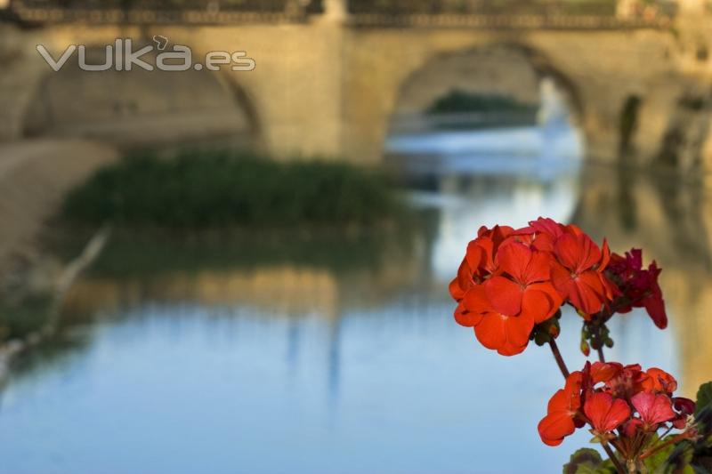 geranio en puente de murcia