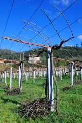 Bodegas Eidosela - Foto 6