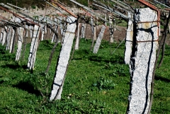 Foto 83 bodegas de vino en Pontevedra - Bodegas Eidosela