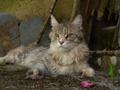 Maine coon los cajadales