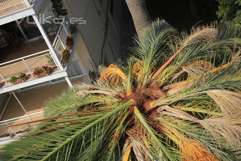 palmeras afectada por el picudo rojo
