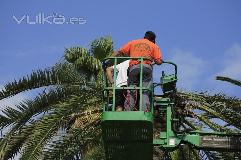 trabajos de poda con plataforma