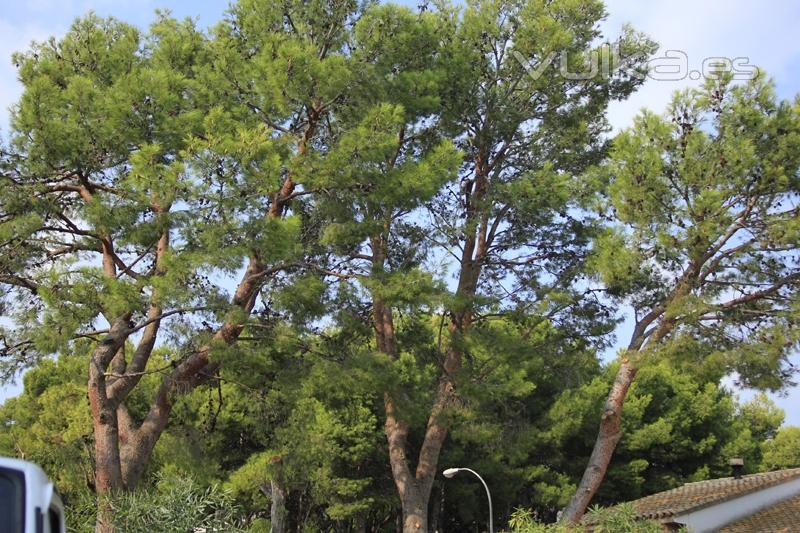 Pino podados por ECOARBOL