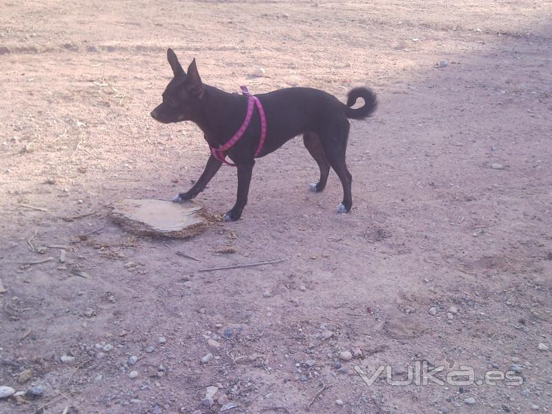 HOCIKYTO     paseadores y adiestradores caninos.