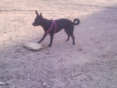 Foto 827 animales y mascotas en Alicante - Hocikyto     Paseadores y Adiestradores Caninos