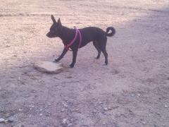 Hocikyto     paseadores y adiestradores caninos - foto 2