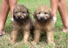 Http://wwwcentrocaninodesordscom/