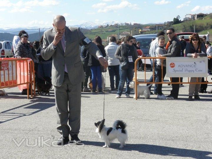 Ciudadano Can de concurso canino de belleza, con nuestra perra papillona