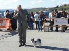 Ciudadano can de concurso canino de belleza, con nuestra perra papillona
