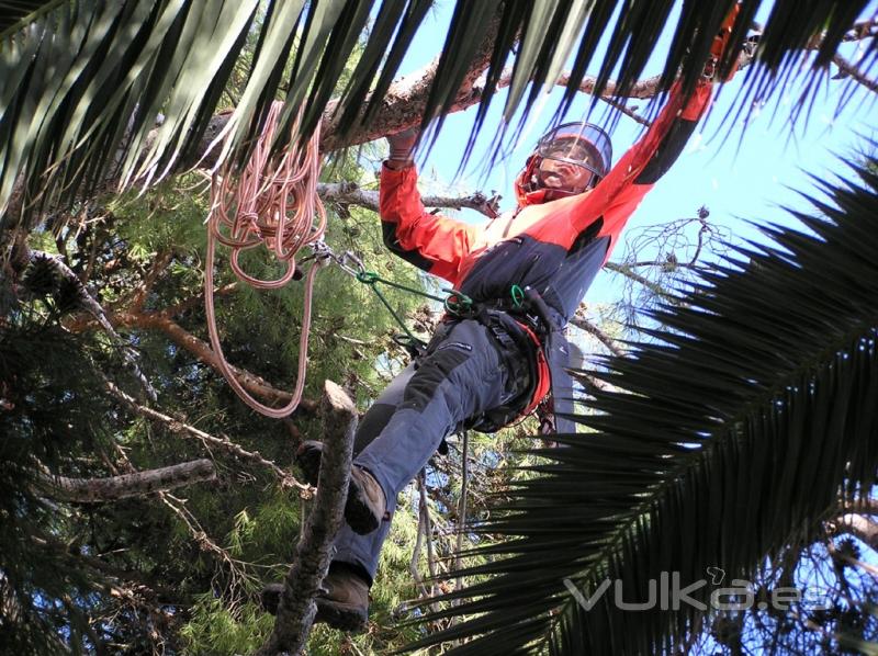 ecoarbol empresa de poda 