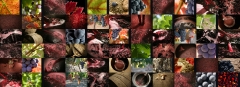 Archivo fotografico