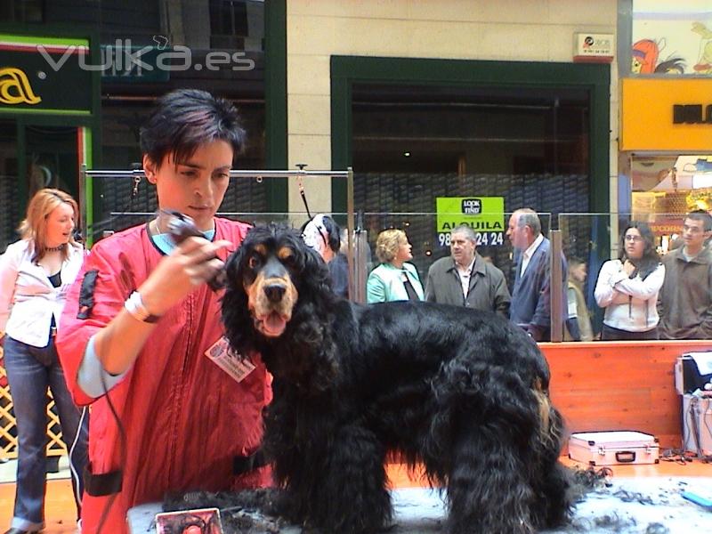 concurso de peluquera canina. 2 premio en Cocker