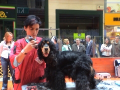 concurso de peluquería canina. 2º premio en Cocker