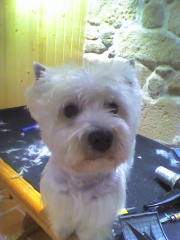 westy en peluquería