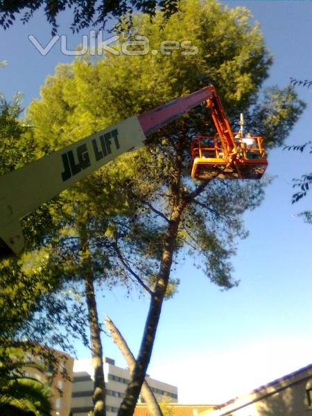 Poda de pinos en Ciudad Real en 2010