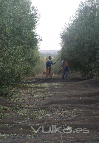 Harvest time (tiempo de recoleccin).