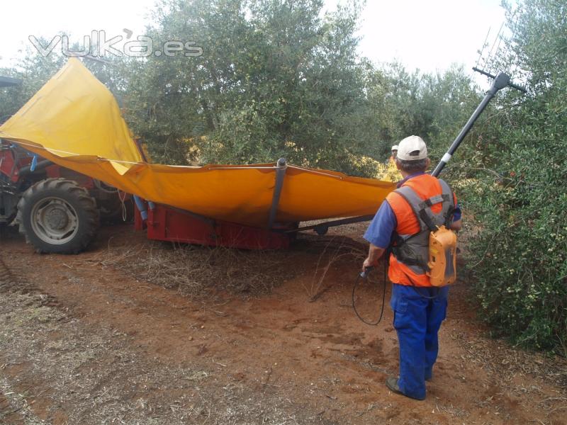 Harvest time. Picking by vibration system (tiempo de recolección. Sistema de vibración).