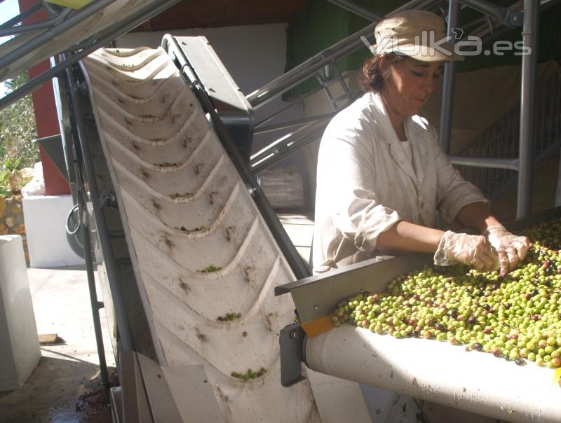 Selecting the olives by hand (selección de las aceitunas a mano).