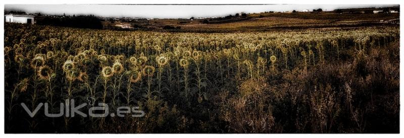 Girasoles tristes.