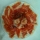 Plato de jamon cortado por uno de nuestros alunnos en nuestros Cursos de Cortador
