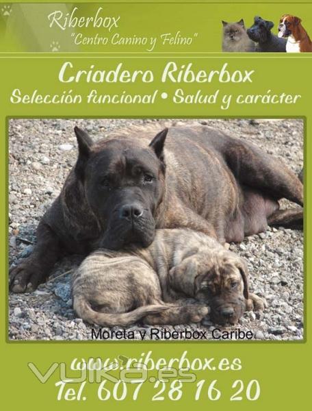 Cartel Centro Canino Riberbox. En la imagen nuestra hembra de presa canario Moreta con cachorro