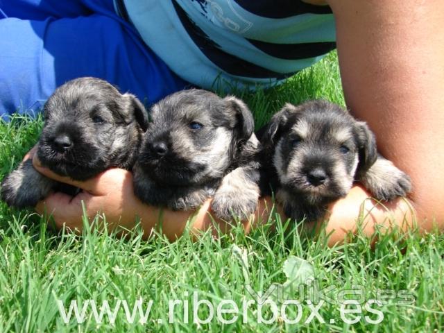 cachorros de schnauzer miniatura de Riberbox