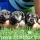 cachorros de schnauzer miniatura de Riberbox