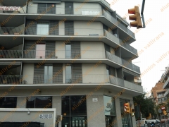 Celosias