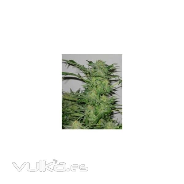 AK 48 Grow Shop, tienda marihuana, semillas marihuana www.sativagrowshop.com