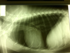 Radiografia torcica canina