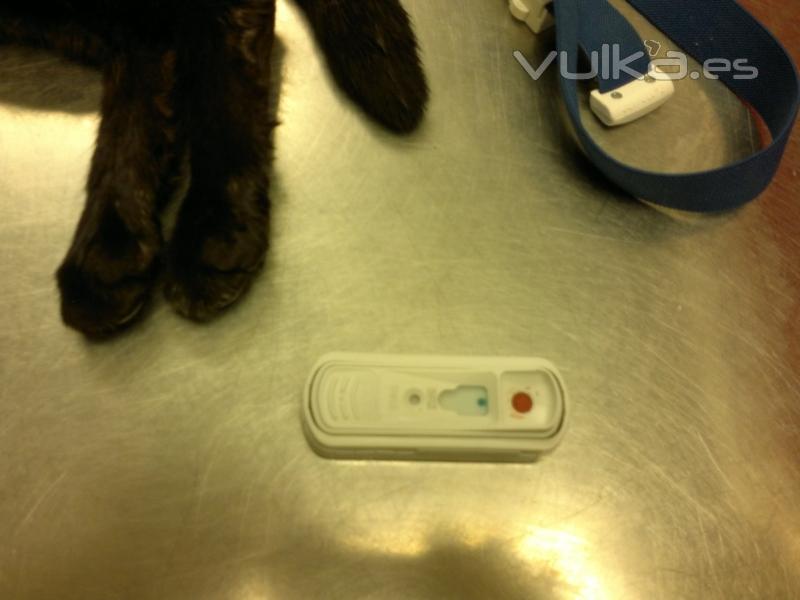 Test rpid Leucmia viral felina- Immunodeficincia viral felina. Aquest va resultar negatiu.