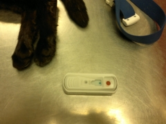 Test ràpid Leucèmia viral felina- Immunodeficiència viral felina. Aquest va resultar negatiu.