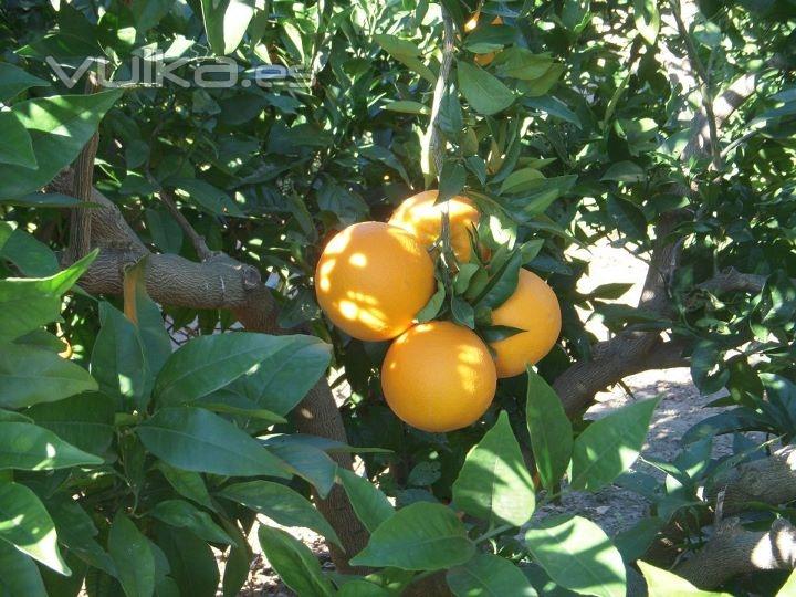 Bonito cuarteto