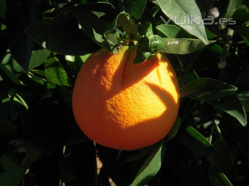 Naranja Mesa