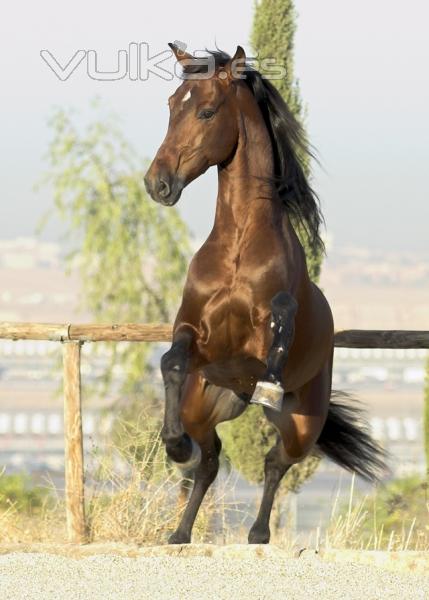 venta de caballos espaoles de pura raza espaola