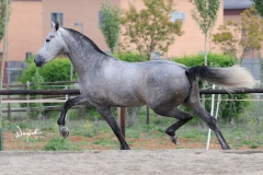 venta de caballos pura raza española