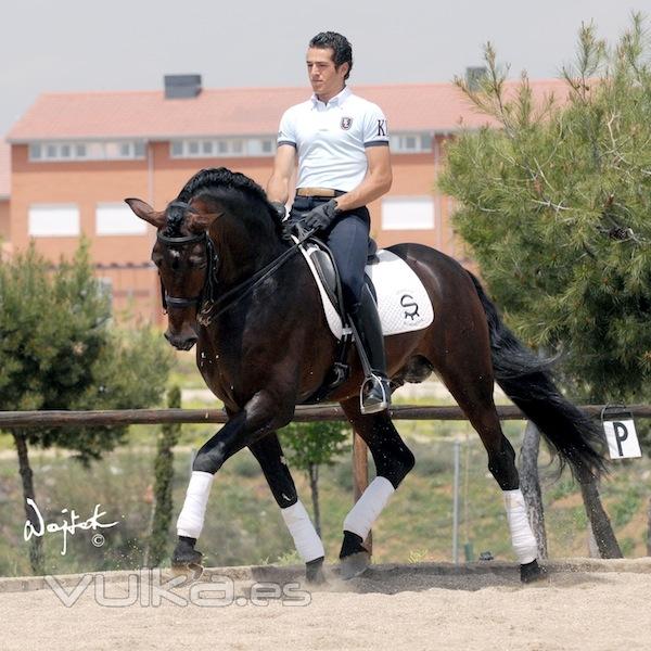 caballos espaoles para la doma clasica