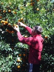 Recolectando mandarinas