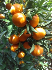 Bonito ramo de mandarinas