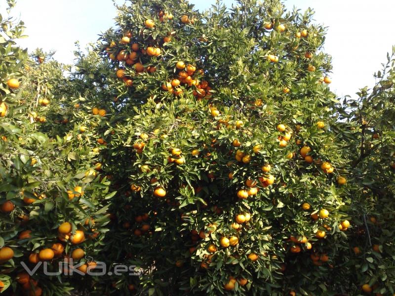 Vista de naranjos esperando su recoleccción
