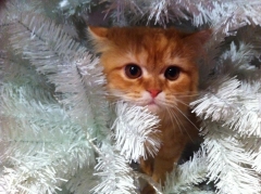 El arbol de navidad tambien es de cata