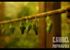 Flora y fauna